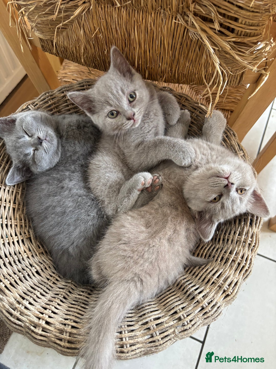 British Shorthair cats for sale: 4 stunning British blues  - Image 15