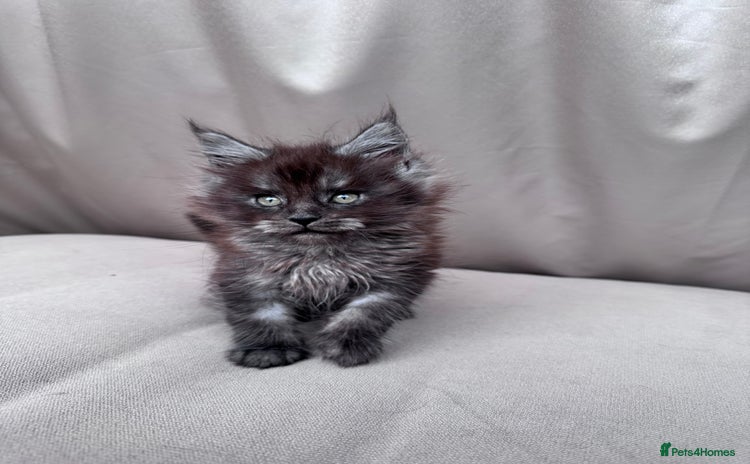 Maine Coon cats - Advert 9