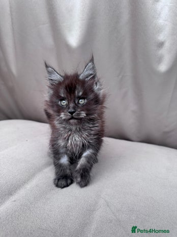 Maine Coon cats - Advert 9