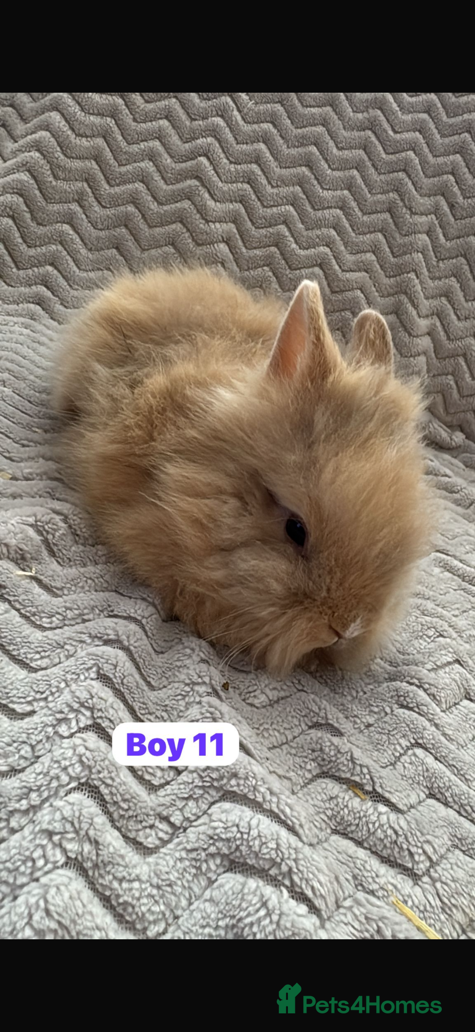 Lionhead rabbits ✨ Lionhead Bunnies for sale ✨  - Advert 1