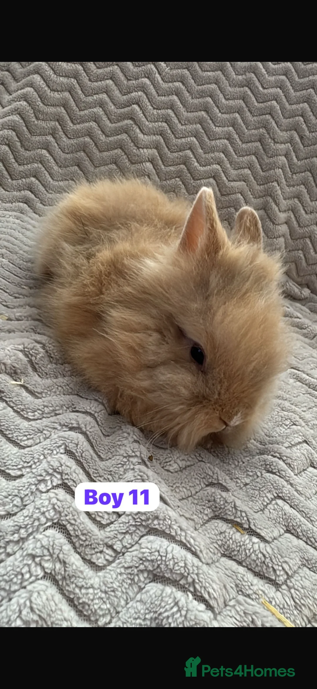 Lionhead rabbits for sale: ✨ Lionhead Bunnies for sale ✨  - Advert 1