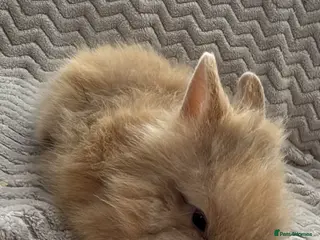 Lionhead rabbits ✨ Lionhead Bunnies for sale ✨ - Advert 1