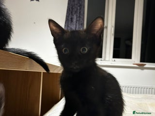 British Shorthair cats 2 kittens for new home - Advert 3