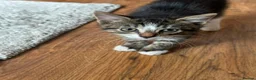 European cats for sale: 2 Adorable Kittens Looking for a Loving Home  - Advert 7