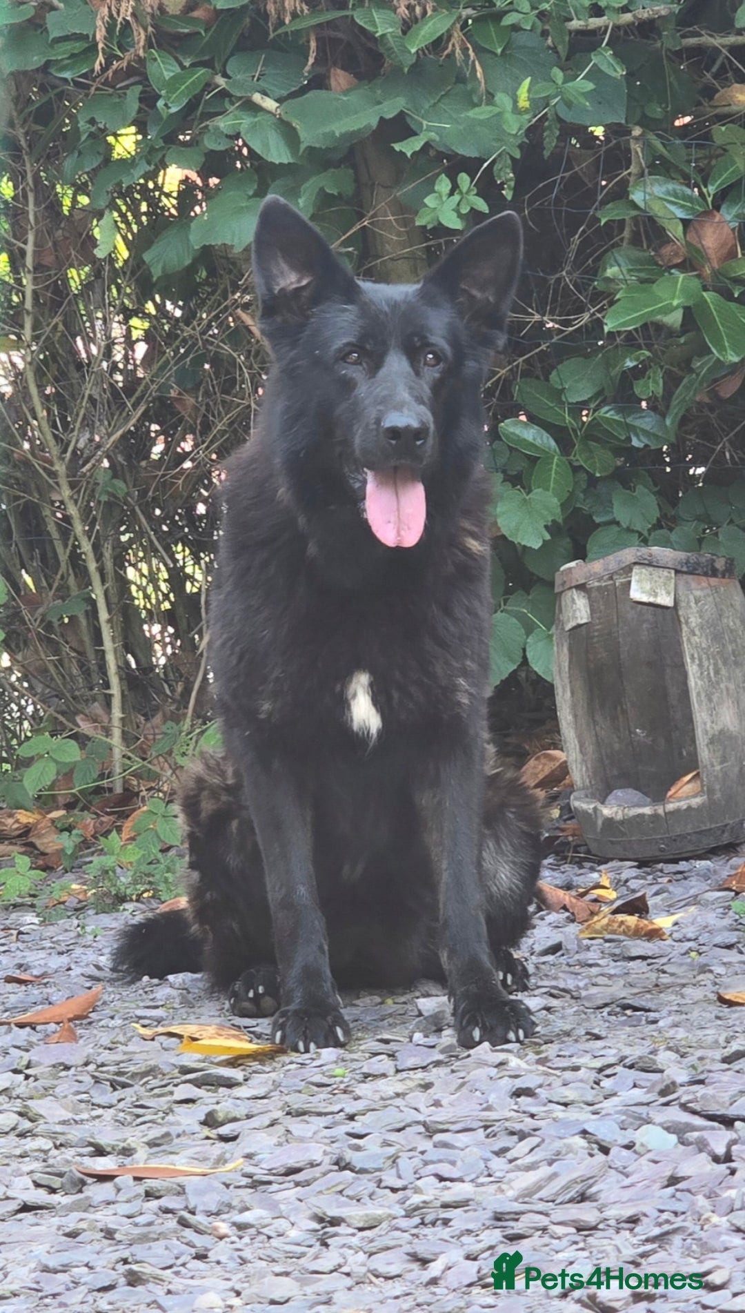 German Shepherd dogs for sale: BLACK GERMAN SHEPHERD FEMALE. - Advert 1