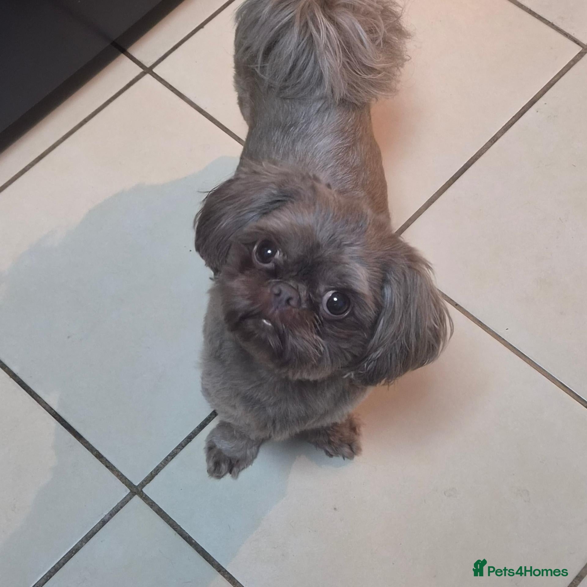 Shih Tzu dogs 4 gorgeous boys  - Advert 2
