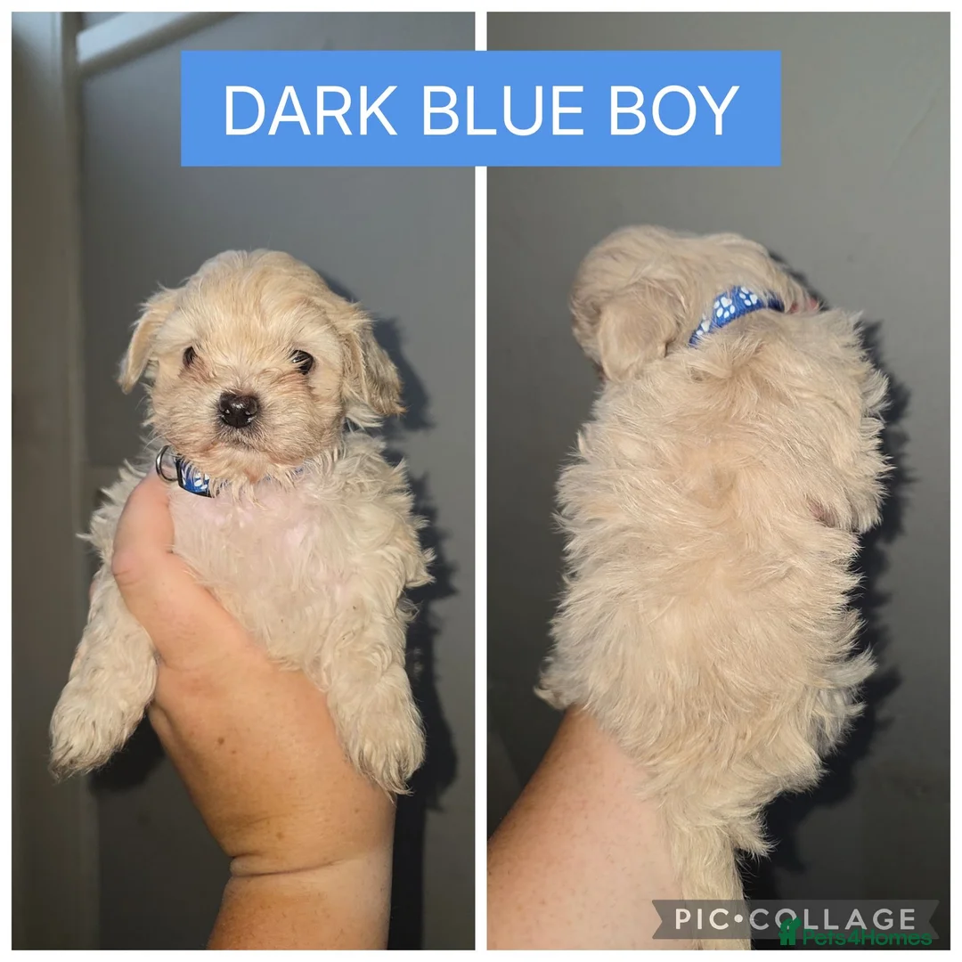 Shorkie dogs for sale: Shorkie - Advert 6