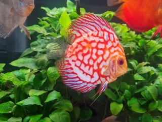 Discus fish - Advert 36