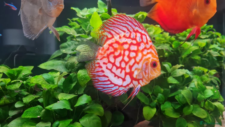 Discus fish - Advert 3