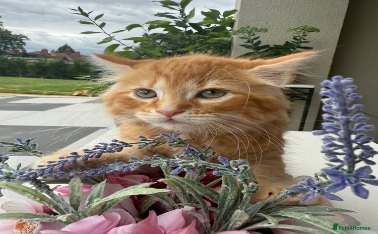Mixed Breed cats - Advert 13