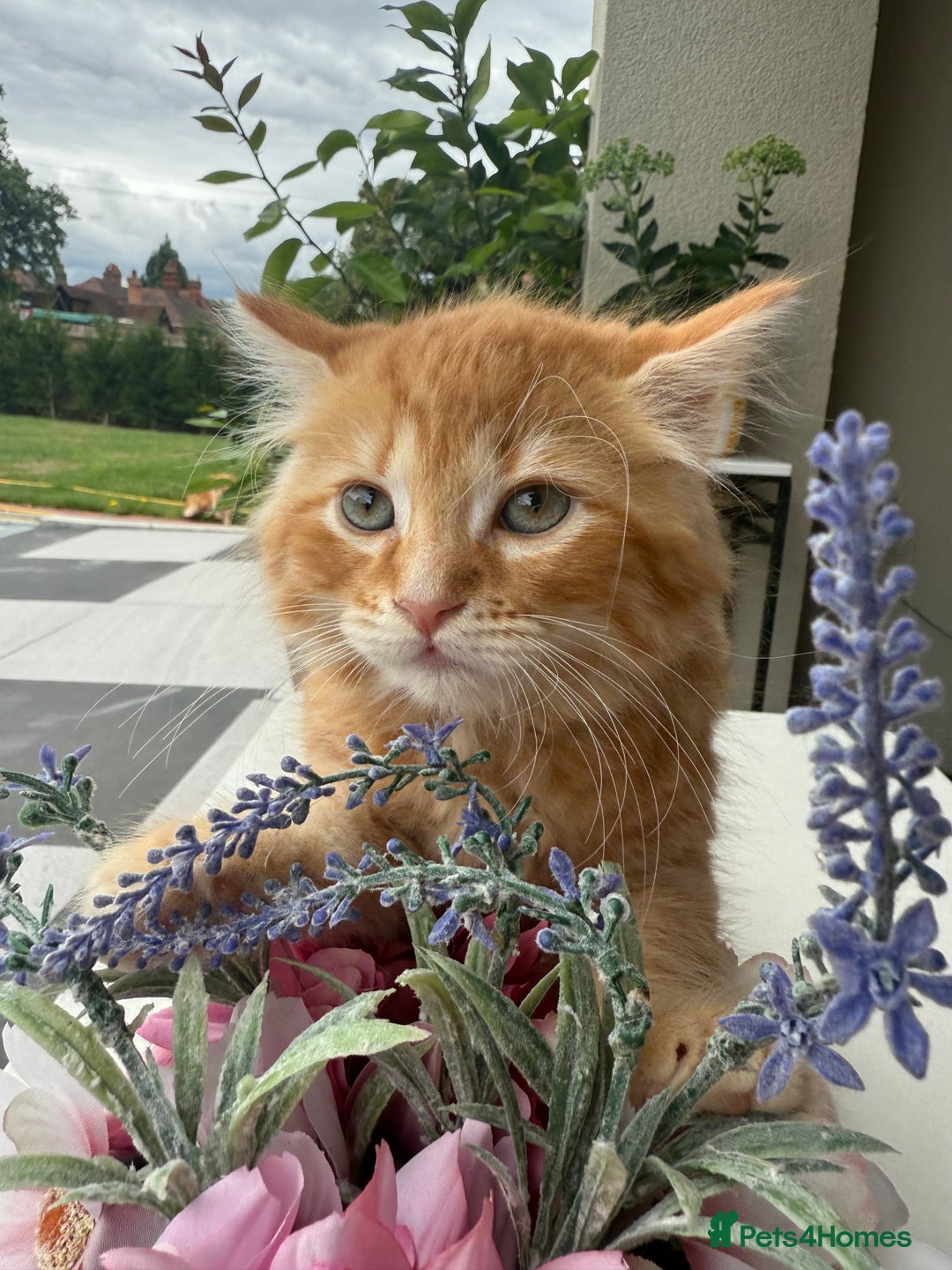 Mixed Breed cats for sale:  Ginger Kitten for sale - Image 1