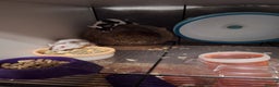 Mouse rodents for sale: 4 x female mice and cage  - Advert 3