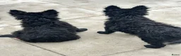 Mudi dogs for sale: KC registered Hungarian Mudi puppies  - Advert 9