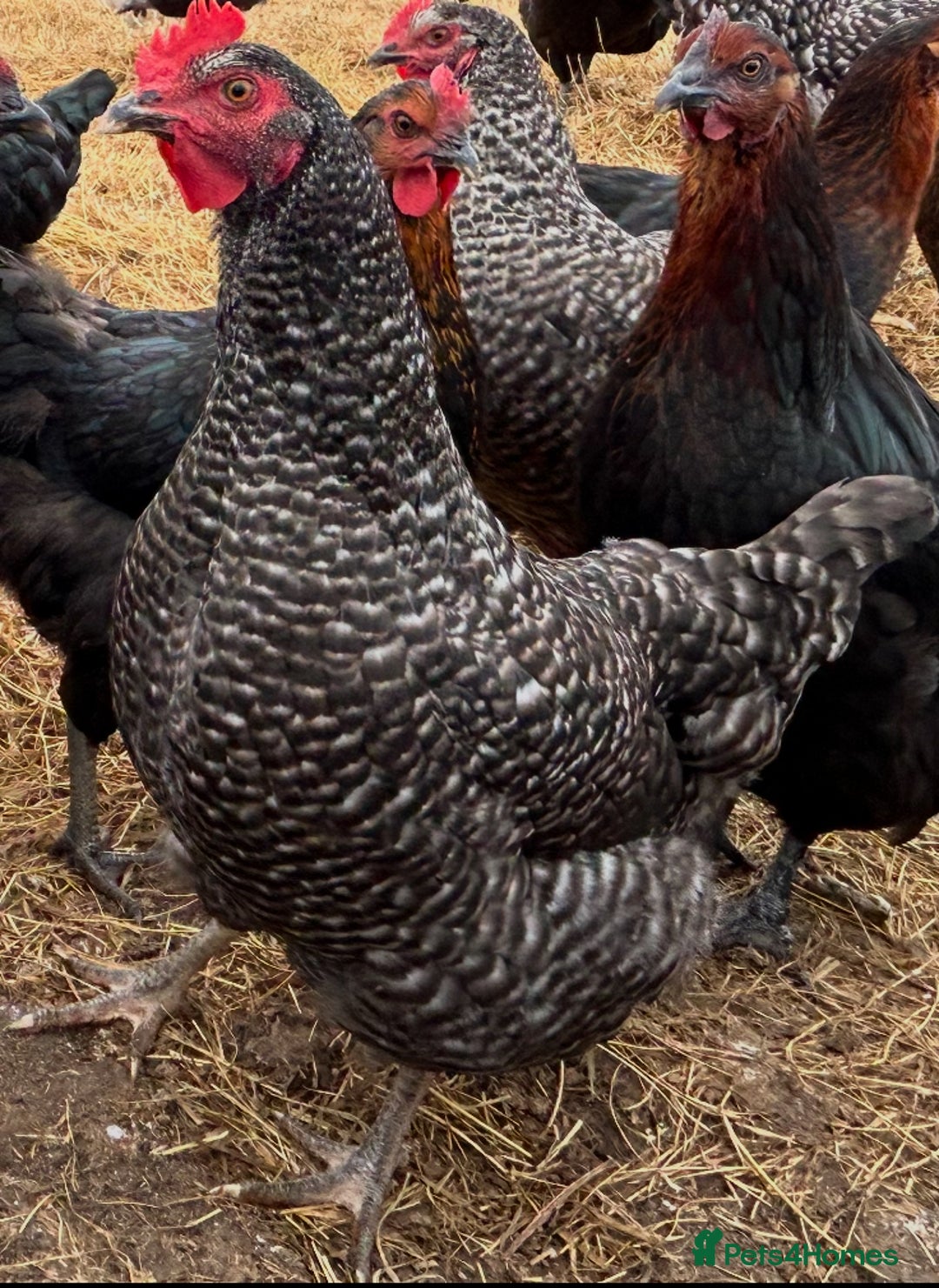 Chickens poultry for sale: Pol Hens For Sale - Image 2