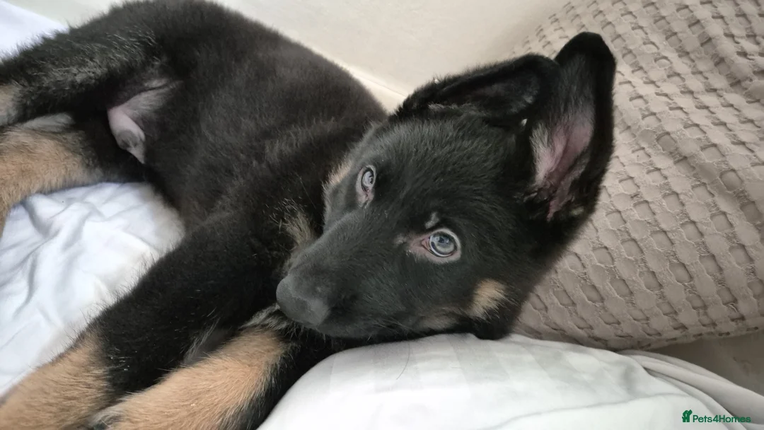 Mixed Breed dogs for sale: Jimmy in Teddington - Advert 4