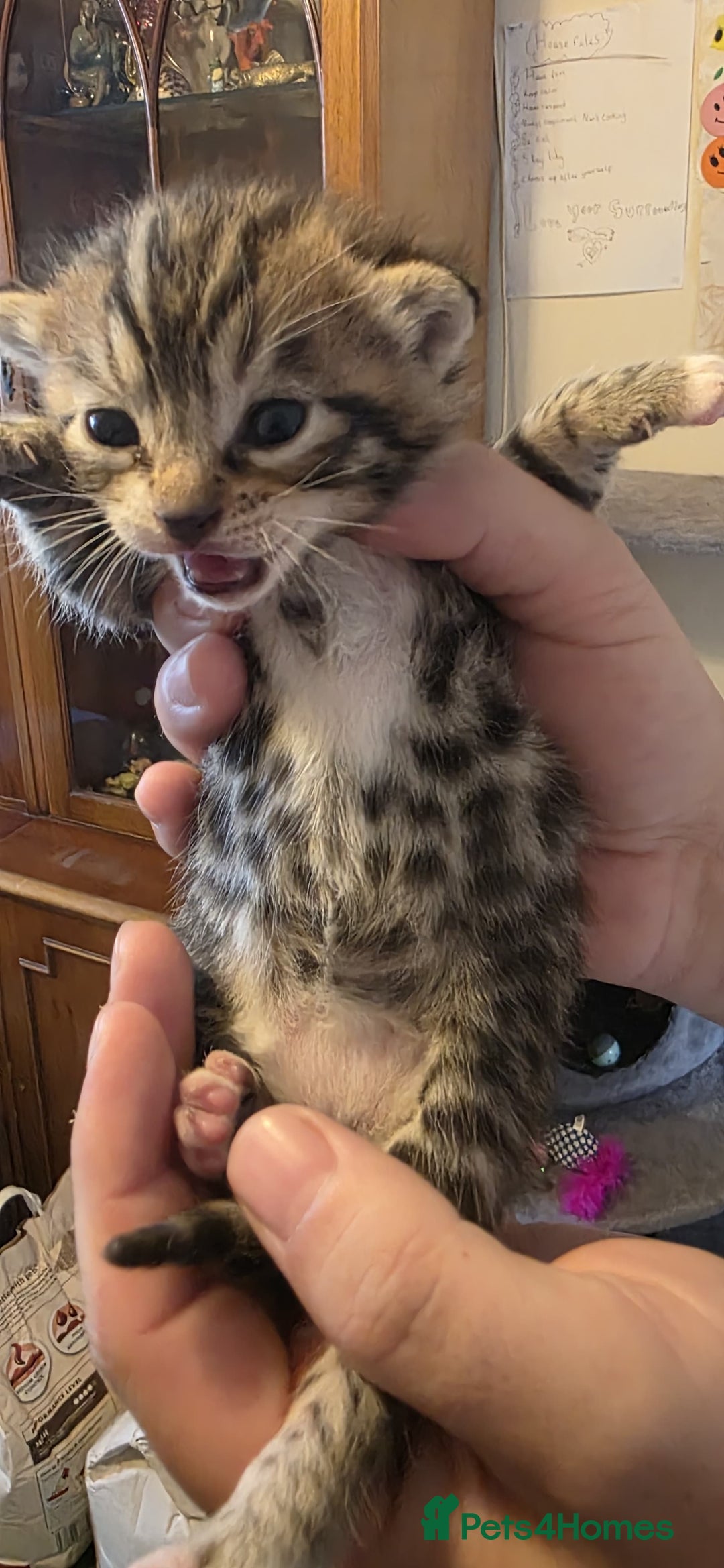 Bengal cats for sale: Kittens x bengal  - Advert 12