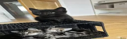 Mixed Breed cats for sale: 3 Beautiful Female Kittens, Black and Two Tabby  - Advert 5