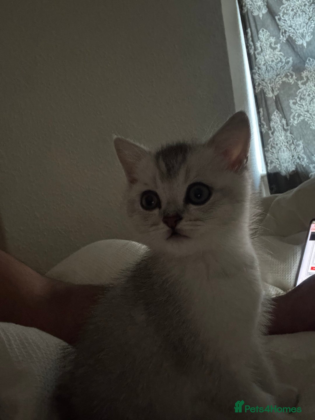 British Shorthair cats for sale: Playful and affectionate BSH Kitten - Advert 2