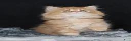 British Longhair cats for sale: Register Golden British Longhair/Shorthaired  - Advert 22