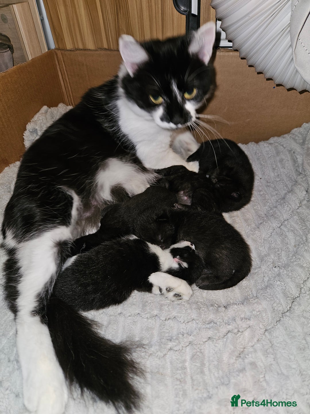 British Shorthair cats for sale: 4 black kittens, 1 boy 3 girls  - Advert 1