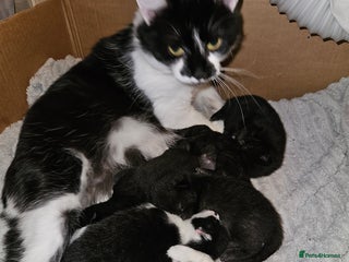 British Shorthair cats 4 black kittens, 1 boy 3 girls - Advert 1