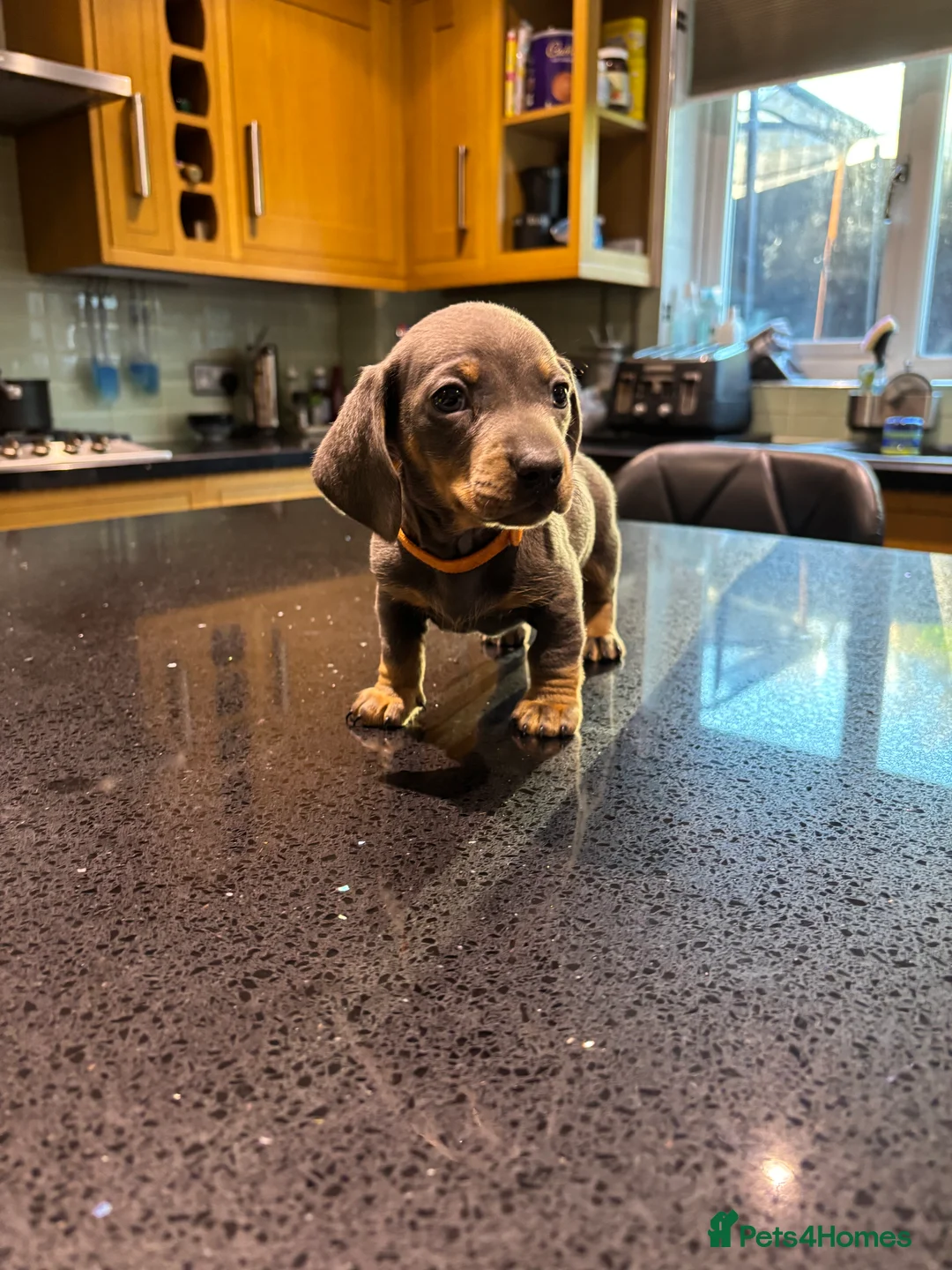 Miniature Dachshund dogs for sale: Miniature dachshunds ready for new homes 🤍 - Advert 11