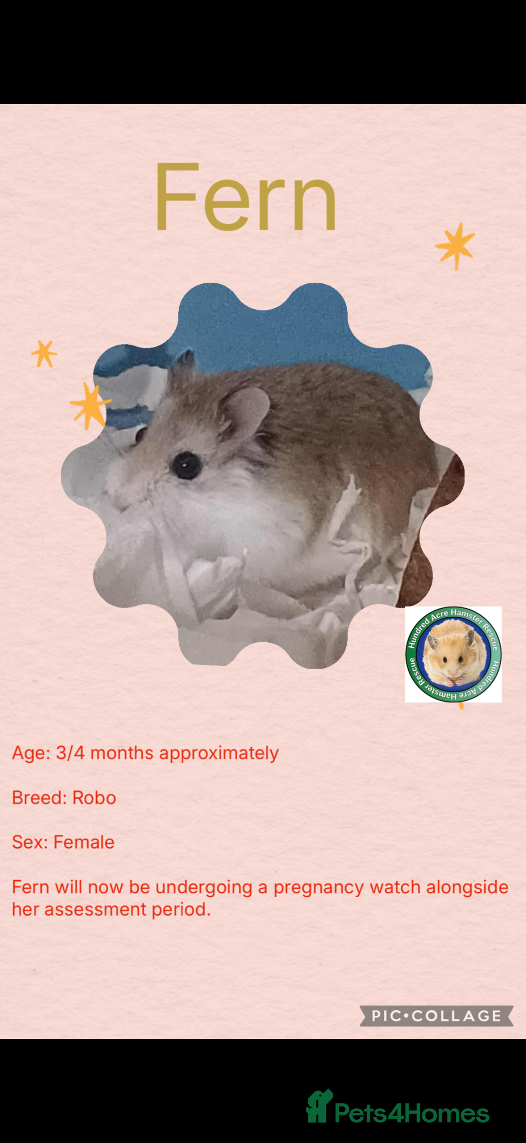 Hamster rodents for sale: Hamsters  - Advert 12