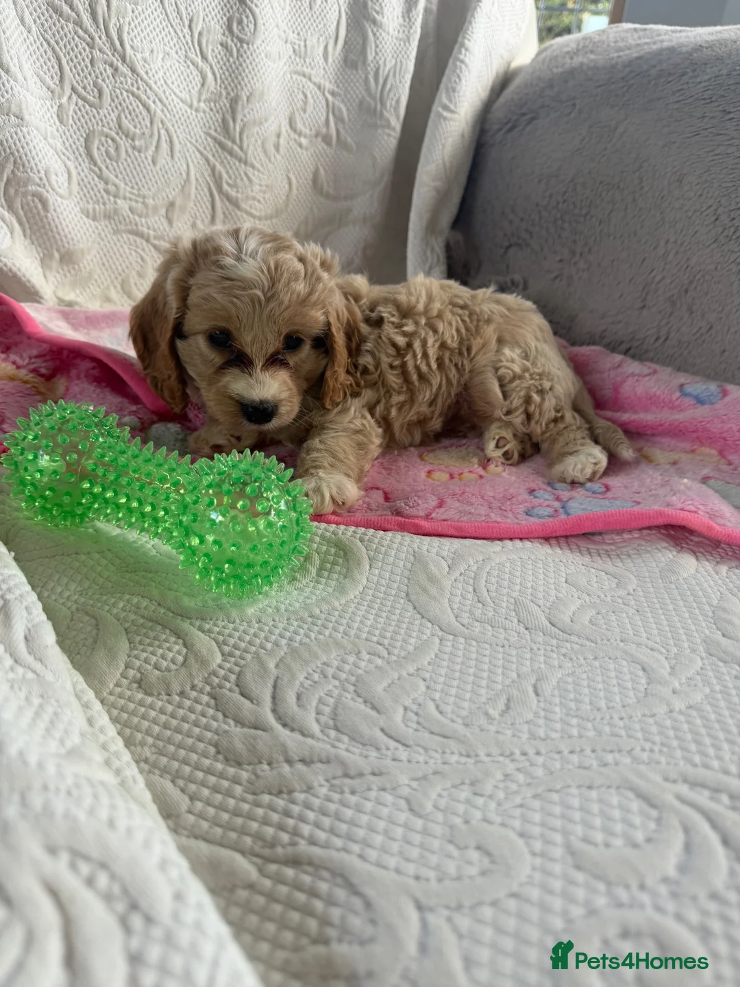 Cockapoo dogs for sale: Toy cockapoo - Advert 18