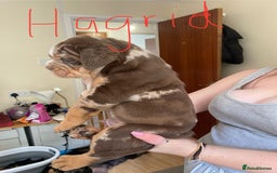 Olde English Bulldogge dogs for sale: Old English bulldog puppies - Image 4