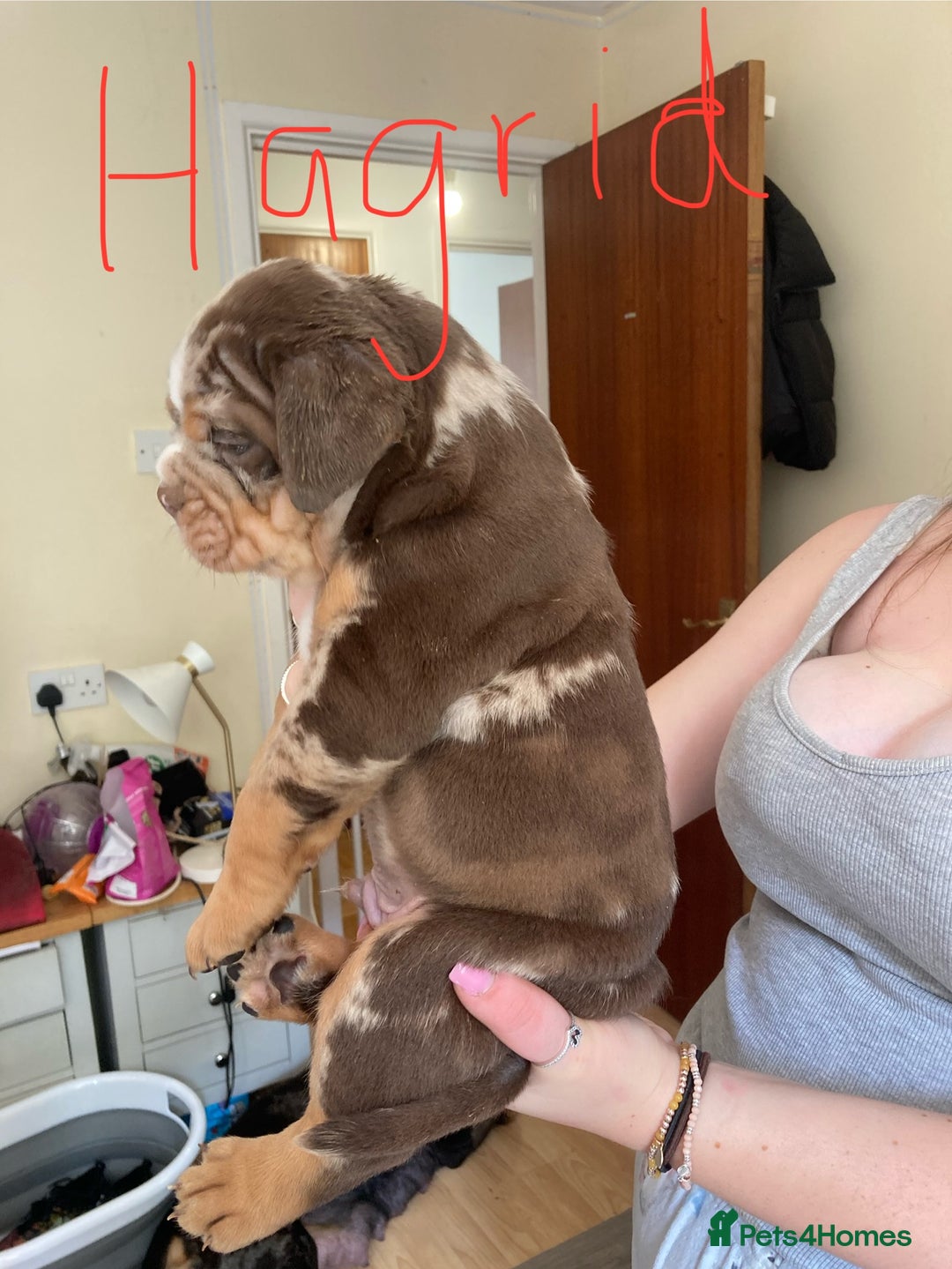 Olde English Bulldogge dogs for sale: Old English bulldog puppies - Image 4