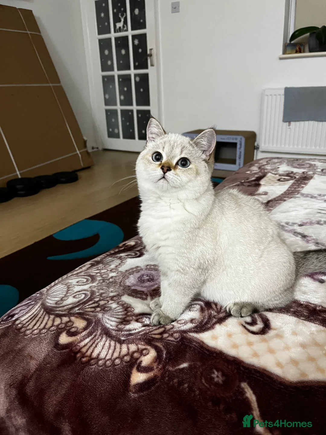British Shorthair cats for sale: British shorthair Enzo and Misty - Advert 2