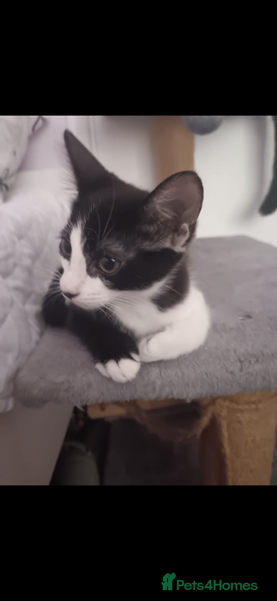 Domestic Shorthair cats Coroline 10 weeks old - Advert 9