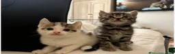 Mixed Breed cats for sale: Gorgeous BSH×TABBY BENGAL Kittens - Advert 3