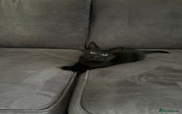 British Shorthair cats for sale: 🐾 Adorable Baby Kittens for Sale! 🐾 - Image 10