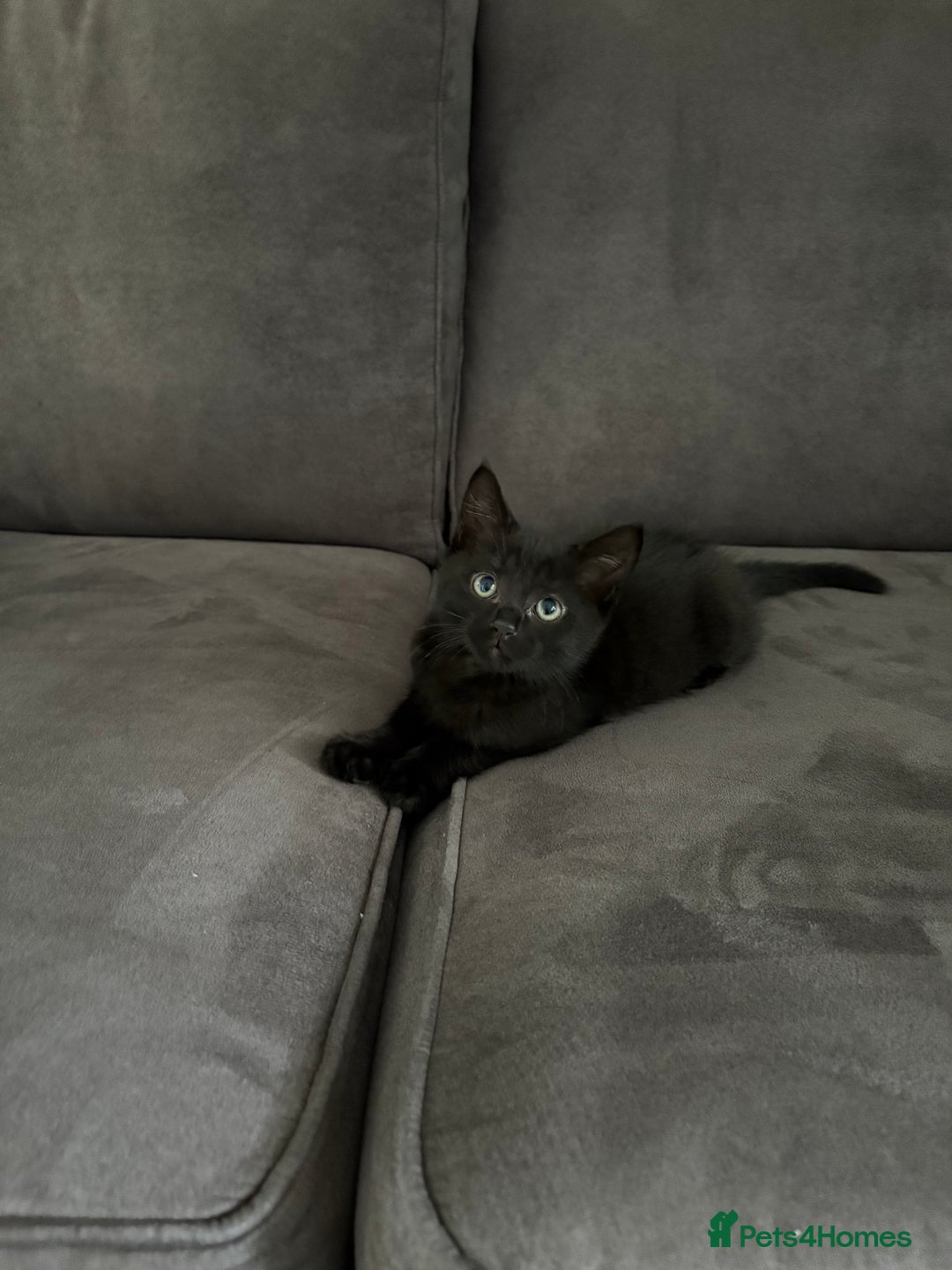 British Shorthair cats for sale: 🐾 Adorable Baby Kittens for Sale! 🐾 - Image 10