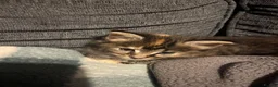 Mixed Breed cats for sale: Absolutely gorgeous Maine coon x kitten. - Advert 5