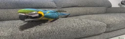 Macaws birds for sale: Blue and gold macaw 5 years old  - Advert 6
