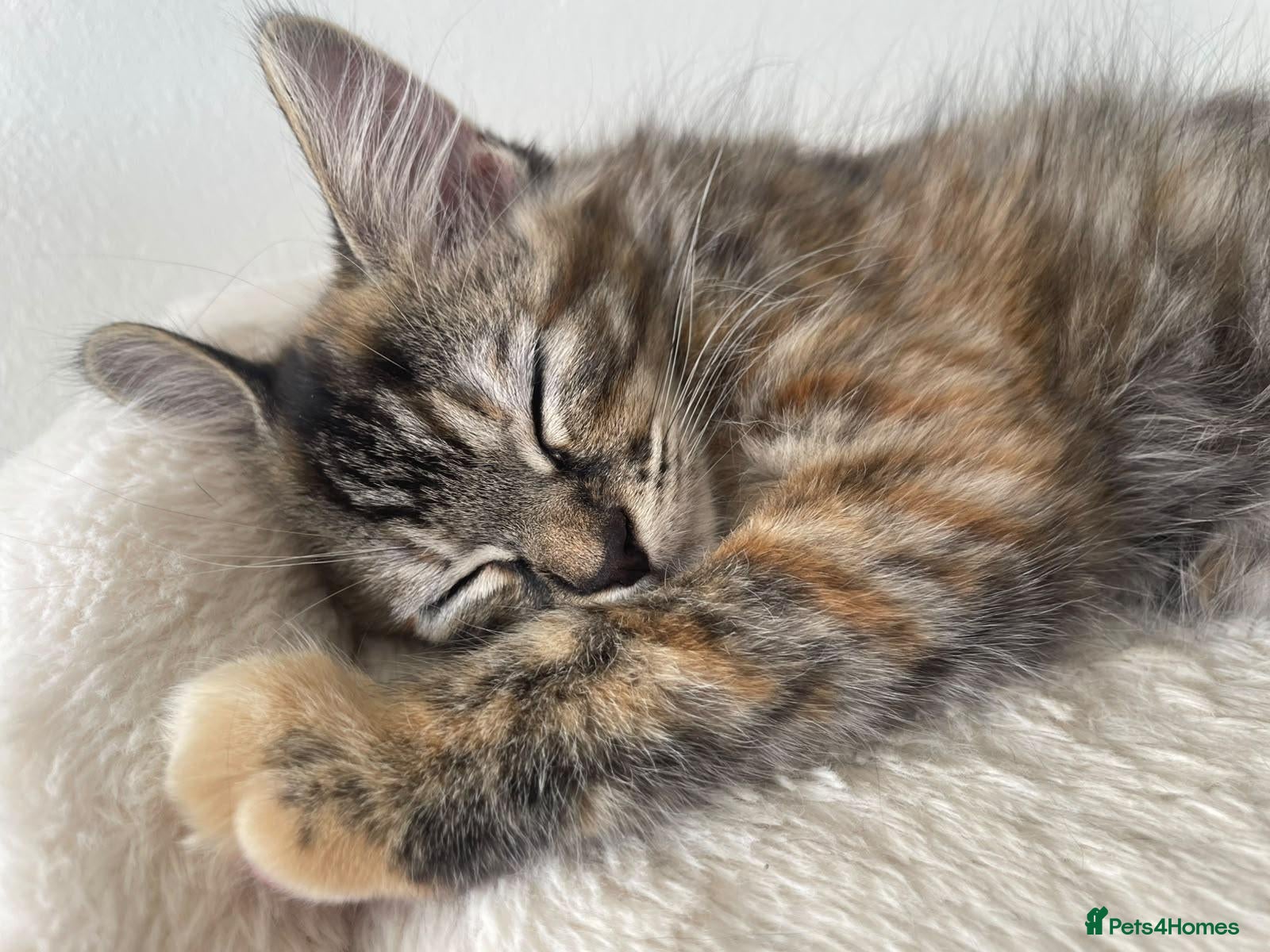 Mixed Breed cats Forever homes wanted - Advert 13