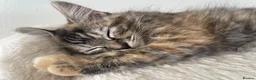 Mixed Breed cats for sale: Forever homes wanted - Advert 12