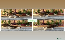 Miniature Dachshund dogs for sale: Ready now Tiny long haired dachshunds  - Advert 4