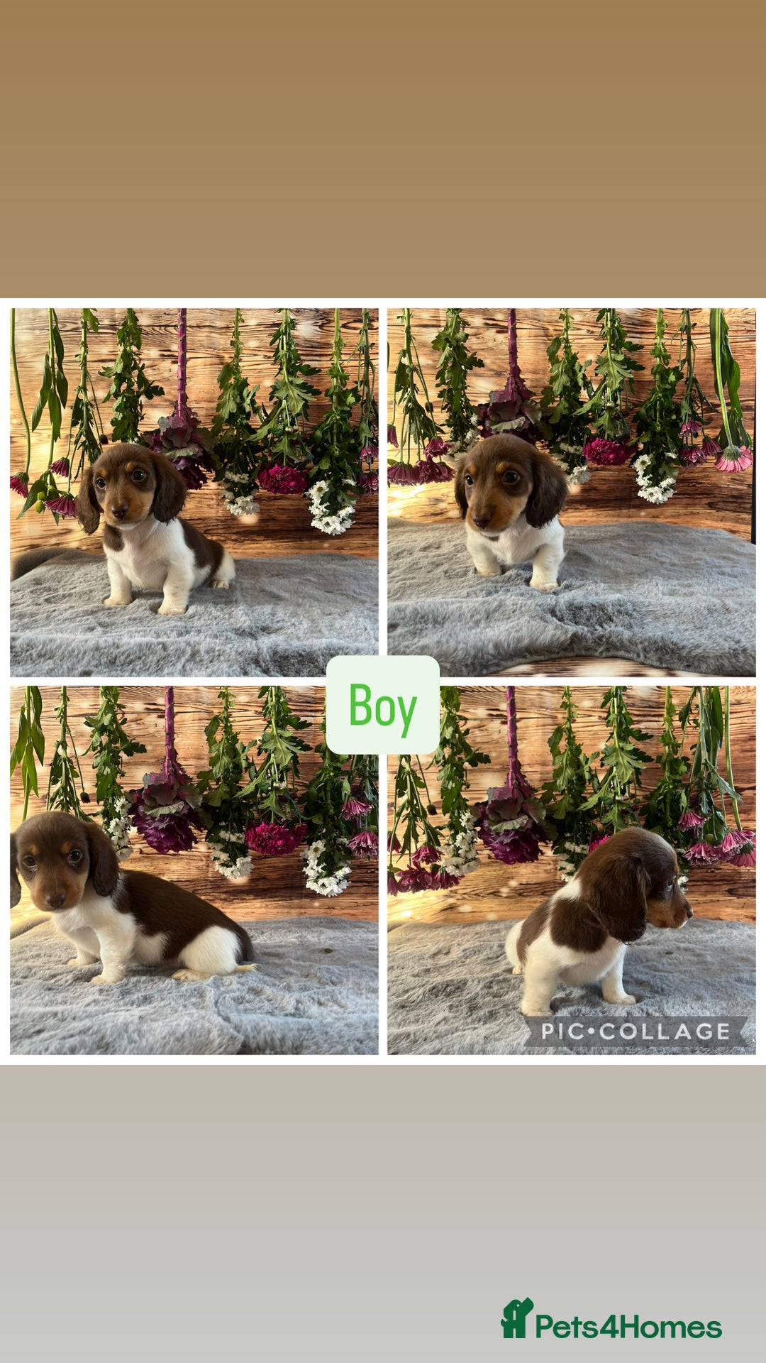 Miniature Dachshund dogs for sale: Ready now Tiny long haired dachshunds  - Advert 4