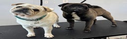 Pug dogs for sale: 2 male pugs for sale - Advert 1
