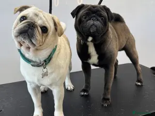 Pug dogs 2 male pugs for sale - Advert 2