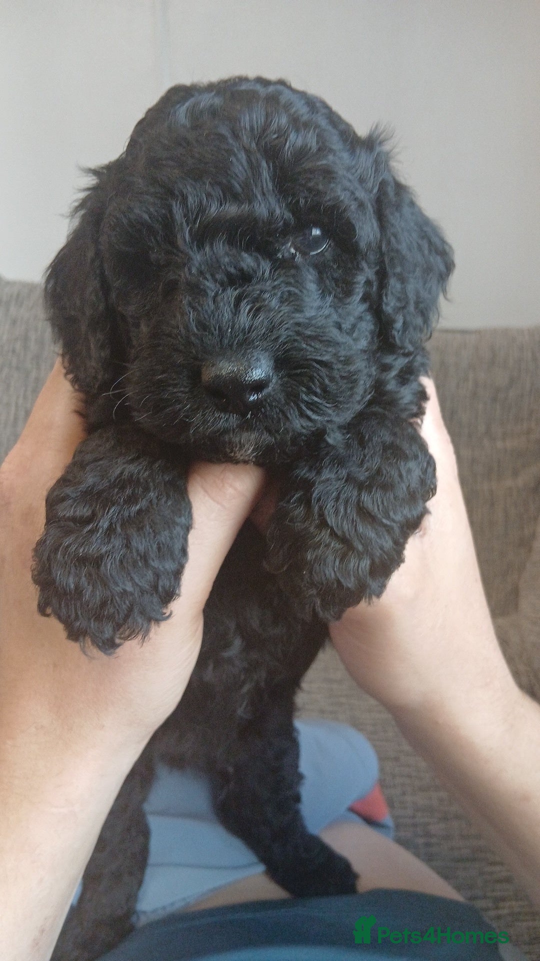 Cockapoo dogs 🐶reduced!! Ready to leave!! One boy left!!😍 - Advert 5
