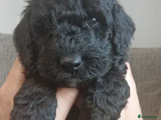 Cockapoo dogs 🐶reduced!! Ready to leave!! One boy left!!😍 - Advert 5