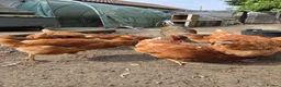 Chickens poultry for sale: point of lay pullets Bovan Browns - Advert 4