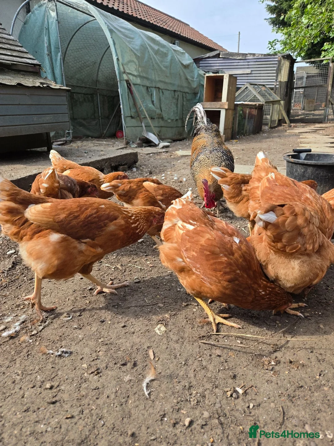 Chickens poultry for sale: point of lay pullets Bovan Browns - Advert 4