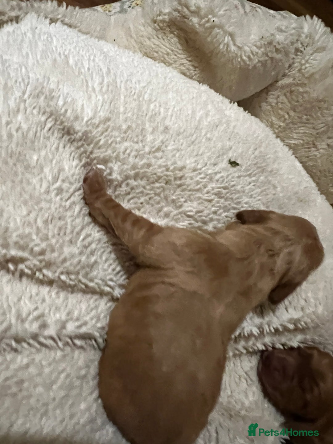 Cocker Spaniel dogs for sale: KC registered working spaniels Puppies-Cornwall  - Advert 7