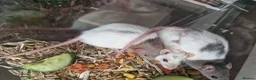 Rat rodents for sale: Beautiful full size and dwarf rats  - Advert 4