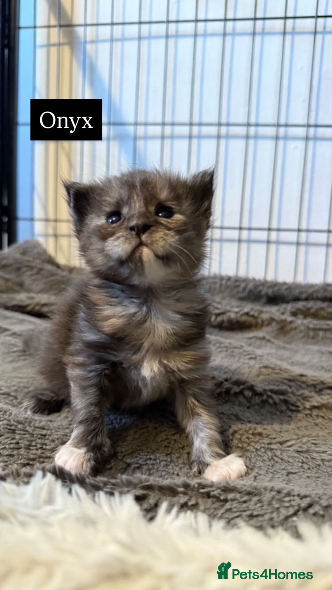 Maine Coon cats for sale: Adorable Maine coon kittens for sale  - Advert 5